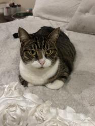 Lost Female Cat last seen N/A, Jacksonville, FL 32223