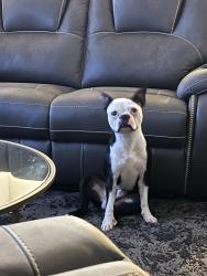 Lost Male Dog last seen Ashford Ln  Nottingham way Landarmark PI , Madison, WI 53713