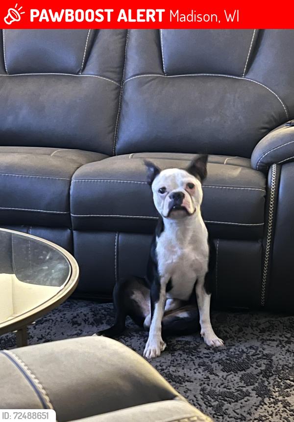 Lost Male Dog last seen Ashford Ln  Nottingham way Landarmark PI , Madison, WI 53713