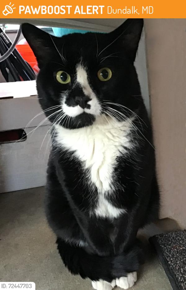 Found/Stray Male Cat last seen Delvale Ave and Bethlehem Ave and Duluth Ave, Dundalk, MD 21222