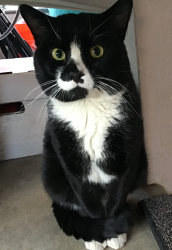 Found/Stray Male Cat last seen Delvale Ave and Bethlehem Ave and Duluth Ave, Dundalk, MD 21222