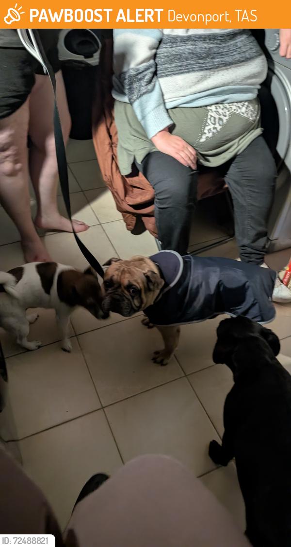 Found/Stray Male Dog last seen Plymouth , Devonport, TAS 7310