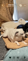 Lost Female Dog last seen Sutton rd Fortmill sc, Fort Mill, SC 29708