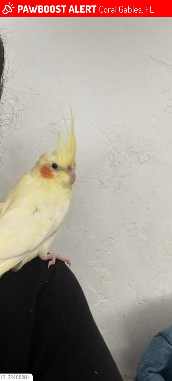 Lost Female Bird last seen 51st court 33134, Coral Gables, FL 33134