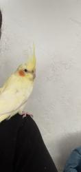 Lost Female Bird last seen 51st court 33134, Coral Gables, FL 33134