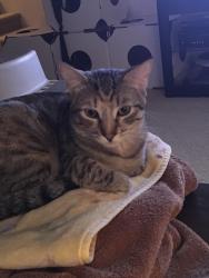 Lost Female Cat last seen Irvine Blvd, Irvine, CA 92618
