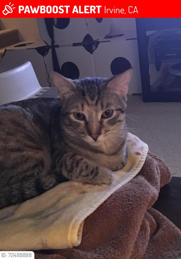 Lost Female Cat last seen Irvine Blvd, Irvine, CA 92618