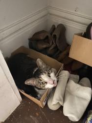 Lost Male Cat last seen Blue Ridge and W Spring Creek Parkway C1 , Plano, TX 75023