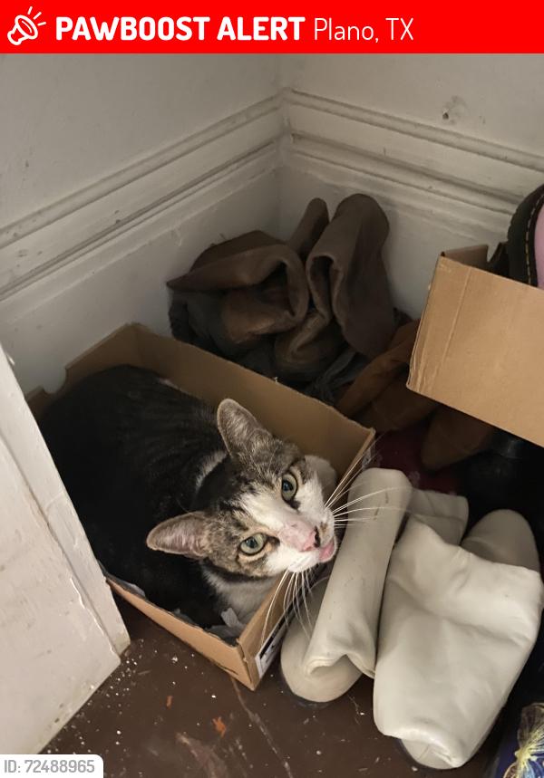 Lost Male Cat last seen Blue Ridge and W Spring Creek Parkway C1 , Plano, TX 75023