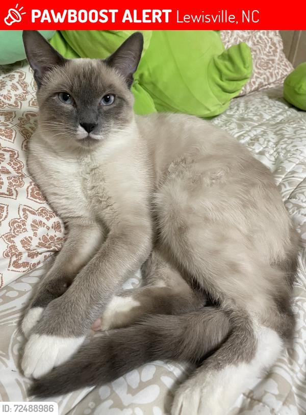 Lost Male Cat last seen Near Pfafftown, Lewisville, NC 27023
