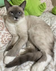 Lost Male Cat last seen Near Pfafftown, Lewisville, NC 27023