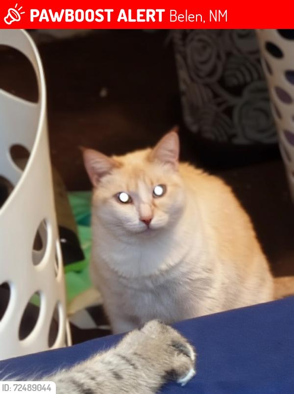 Lost Female Cat last seen Loves gas station , Belen, NM 87002