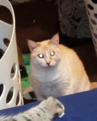 Lost Female Cat last seen Loves gas station , Belen, NM 87002