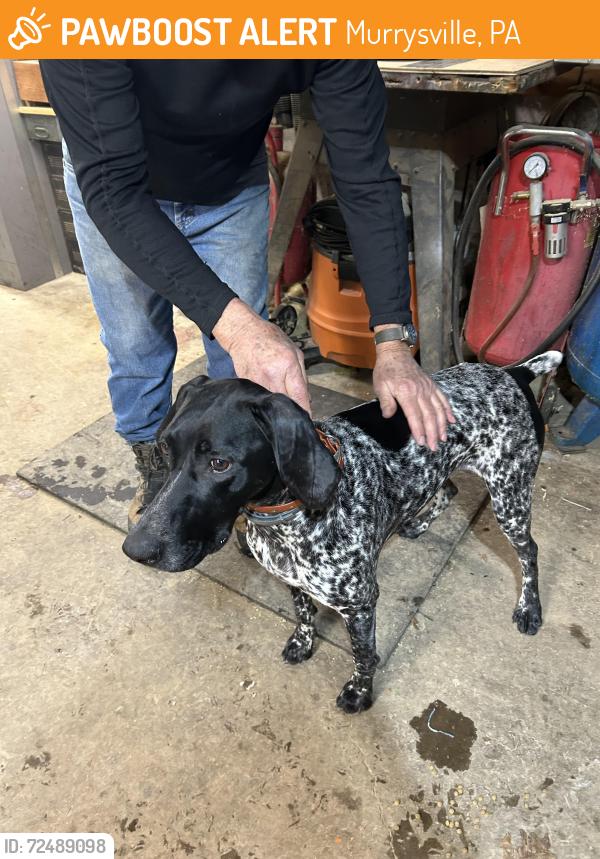 Found/Stray Female Dog last seen Sardis at Teinoaks, Murrysville, PA 15668