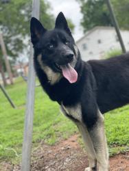 Lost Male Dog last seen Boulder hwy , Las Vegas, NV 89121