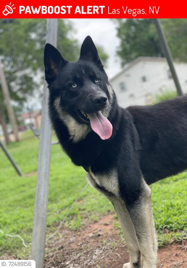 Lost Male Dog last seen Boulder hwy , Las Vegas, NV 89121