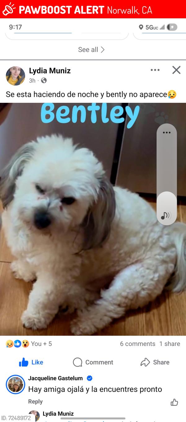 Lost Male Dog last seen Norwalk and Excelsior , Norwalk, CA 90650