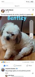 Lost Male Dog last seen Norwalk and Excelsior , Norwalk, CA 90650