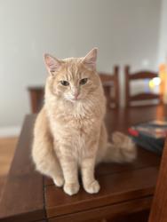 Lost Male Cat last seen carbonado, Buckley, WA 98321