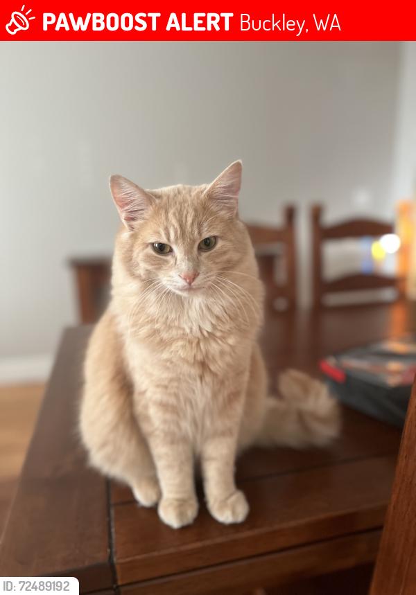 Lost Male Cat last seen carbonado, Buckley, WA 98321
