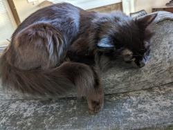 Lost Male Cat last seen Near SW Caraway CT Portland OR 97219 United States, Portland, OR 97219