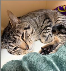 Lost Male Cat last seen Friendship Apl, Elyria, OH 44035