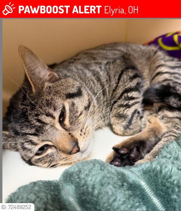 Lost Male Cat last seen Friendship Apl, Elyria, OH 44035