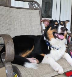 Lost Female Dog last seen Marigold rd, cornerstone church, Jasper, AL 35503