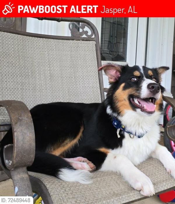 Lost Female Dog last seen Marigold rd, cornerstone church, Jasper, AL 35503
