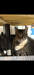 Lost Female Cat last seen Palisade apmts off of Gordon road Wilmington NC, Wilmington, NC 28405