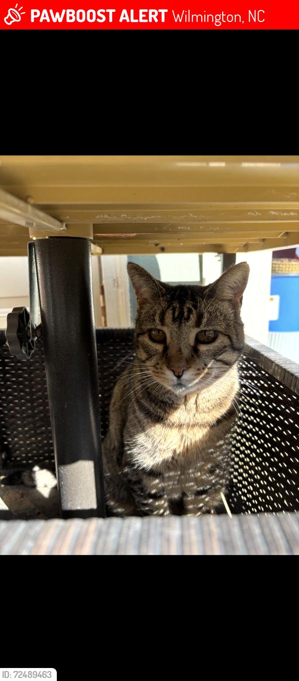 Lost Female Cat last seen Palisade apmts off of Gordon road Wilmington NC, Wilmington, NC 28405