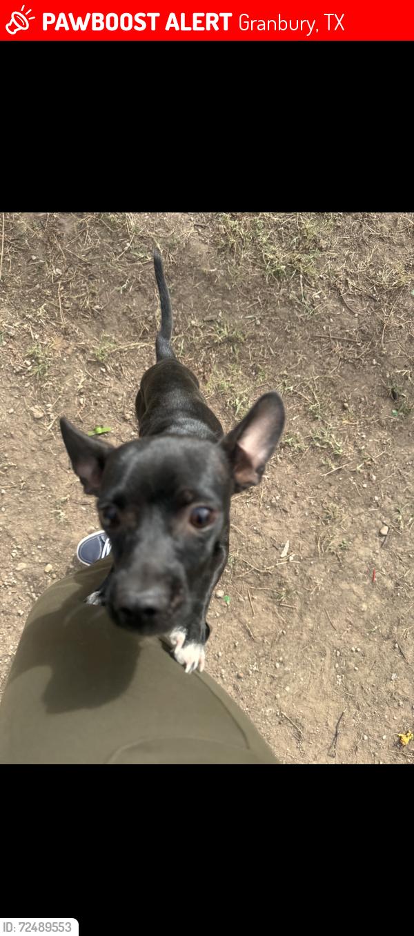 Lost Female Dog last seen Oak wood street, Granbury, TX 76048