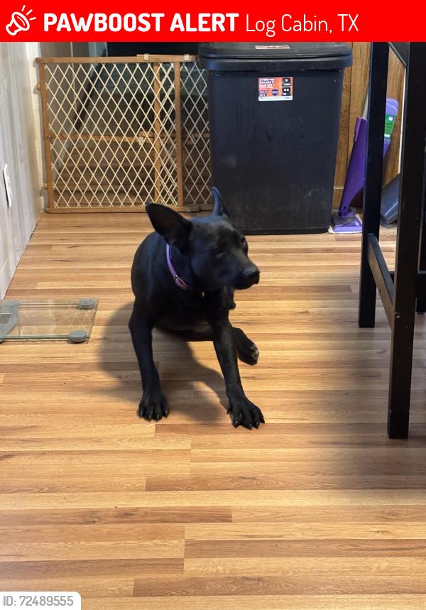 Lost Female Dog last seen Wyatt Earpp, Log Cabin, TX 75148