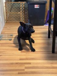 Lost Female Dog last seen Wyatt Earpp, Log Cabin, TX 75148