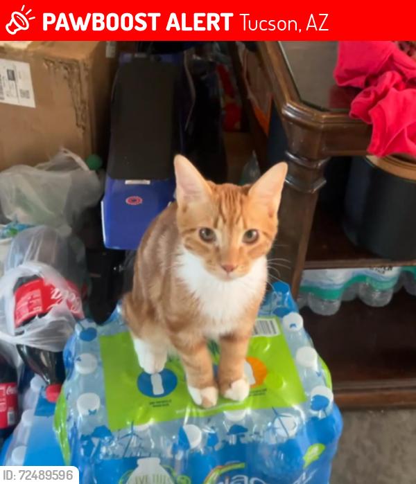 Lost Male Cat last seen Mission and silverlake , Tucson, AZ 85713