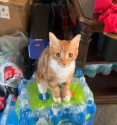 Lost Male Cat last seen Mission and silverlake , Tucson, AZ 85713