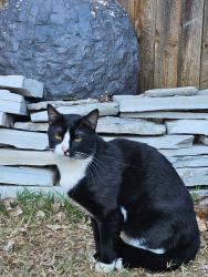 Lost Male Cat last seen Near open range dr fort worth, Fort Worth, TX 76177