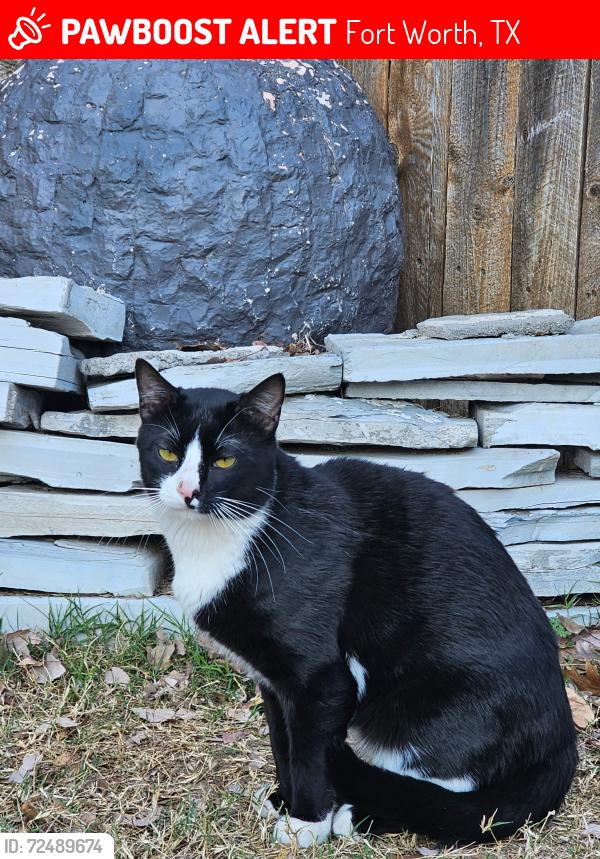 Lost Male Cat last seen Near open range dr fort worth, Fort Worth, TX 76177