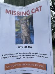 Lost Female Cat last seen Off nichols in auburn hills Michigan, Auburn Hills, MI 48326