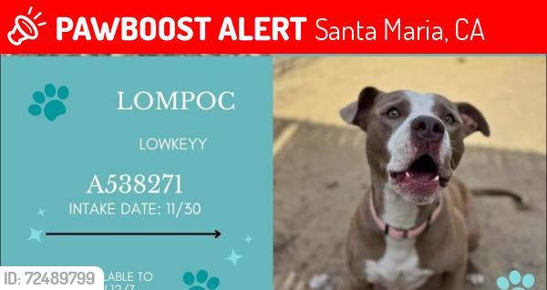 Lost Male Dog last seen LOMPOC CA 93436, Santa Maria, CA 93455