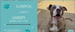 Lost Male Dog last seen LOMPOC CA 93436, Santa Maria, CA 93455