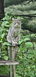 Lost Male Cat last seen 104th Cavalry road, Clearfield, PA 16830