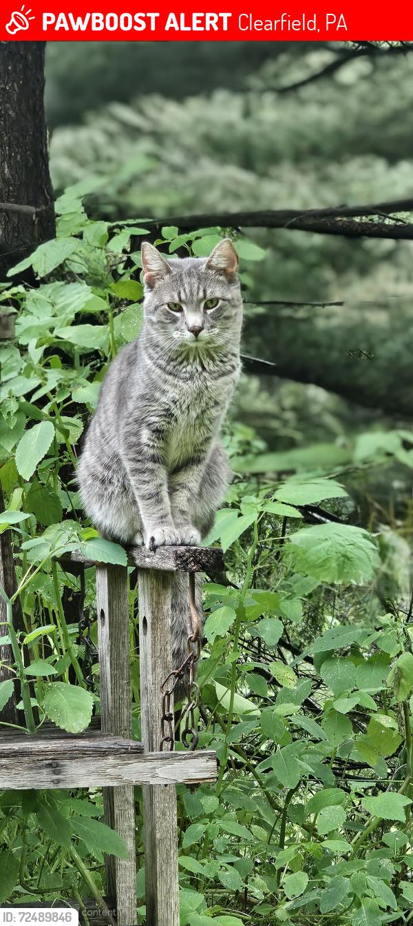 Lost Male Cat last seen 104th Cavalry road, Clearfield, PA 16830