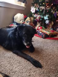 Lost Female Dog last seen NW 26th meridian , Oklahoma City, OK 73107