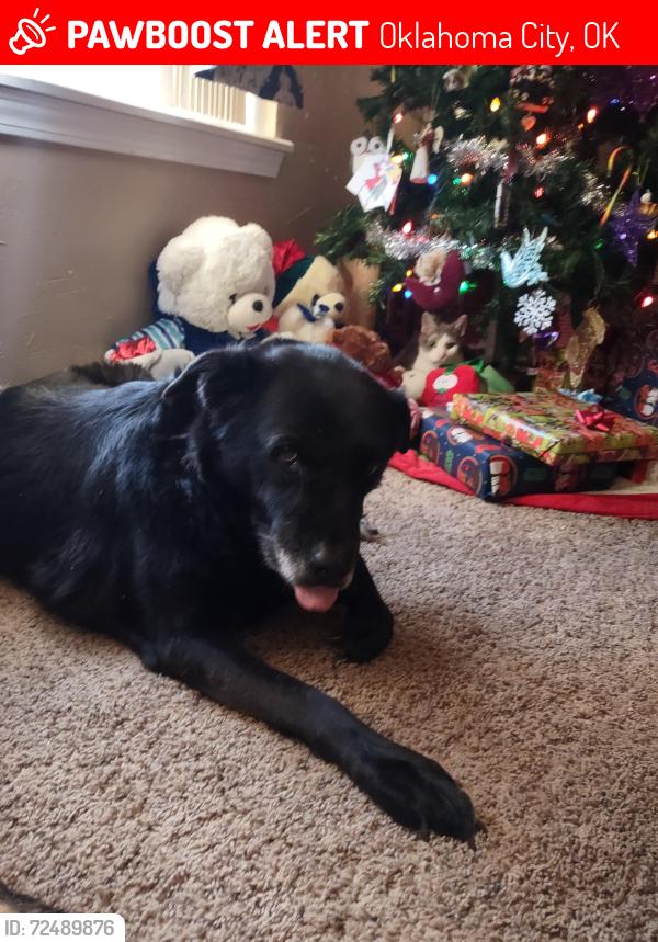 Lost Female Dog last seen NW 26th meridian , Oklahoma City, OK 73107