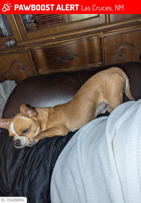 Lost Male Dog last seen Luna st and Arizona st, Las Cruces, NM 88001
