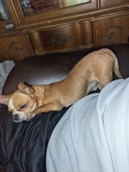 Lost Male Dog last seen Luna st and Arizona st, Las Cruces, NM 88001