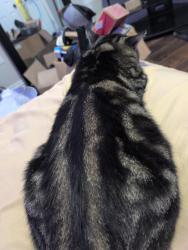 Lost Male Cat last seen South Fremont street , Springfield, MO 65804