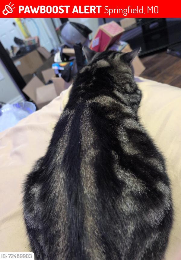 Lost Male Cat last seen South Fremont street , Springfield, MO 65804