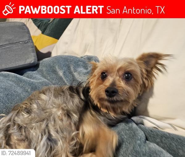 Lost Female Dog last seen Lennar at Higdon Crossing, San Antonio, TX 78223